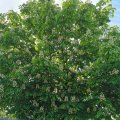 IMG_20210604_103500