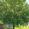 IMG_20210604_103503