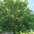IMG_20210604_103504