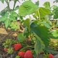 IMG_20210617_153850