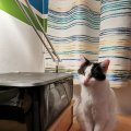 IMG_20210623_212534