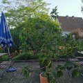 IMG_20210722_182414
