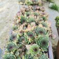 IMG_20210904_093816