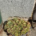 IMG_20210904_095338